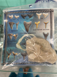 Shark Tooth on Stone