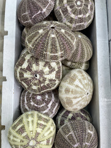 green sea urchin