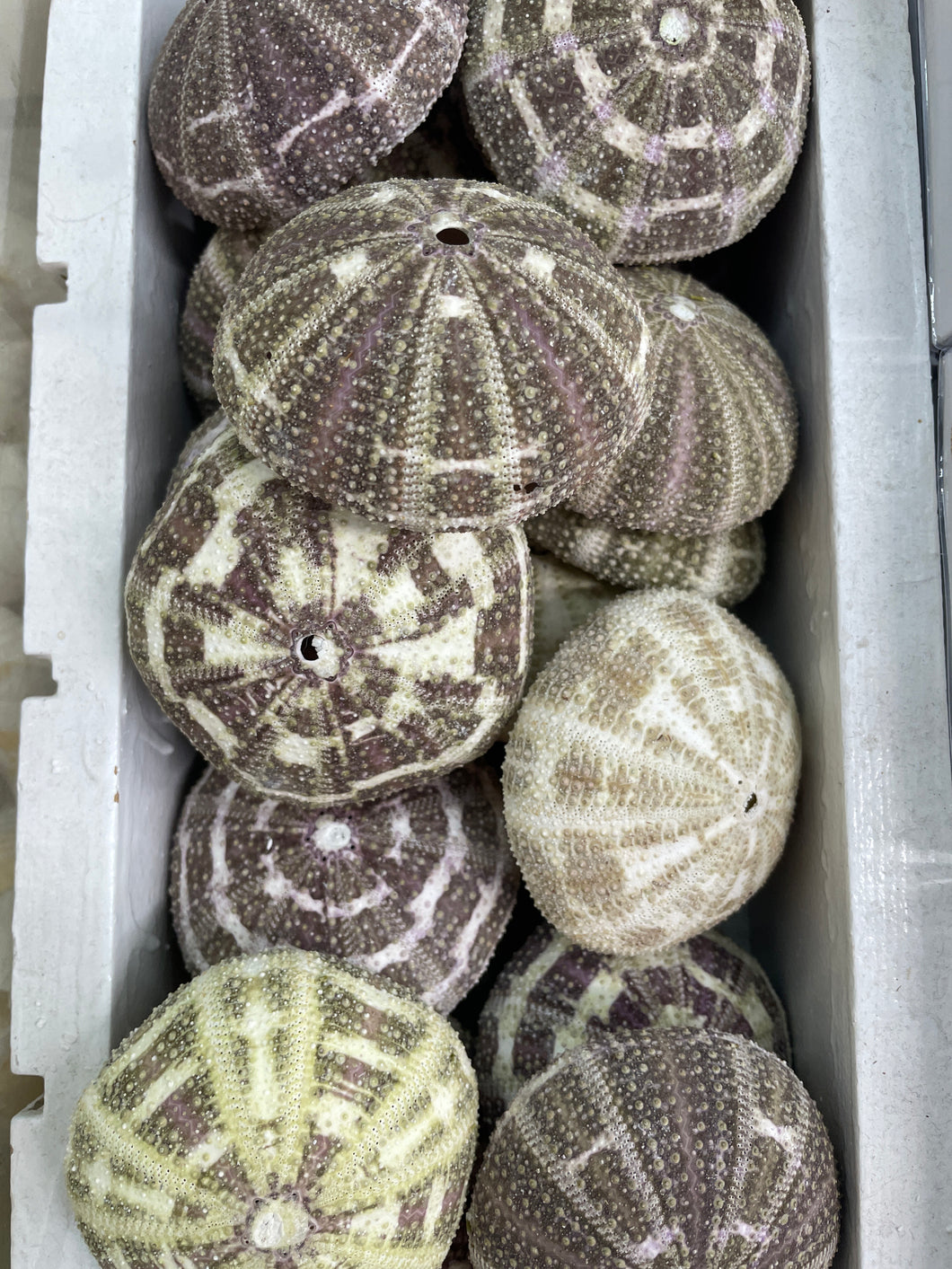 green sea urchin