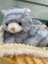 Load image into Gallery viewer, Snuggle&#39;n Kitten Plush
