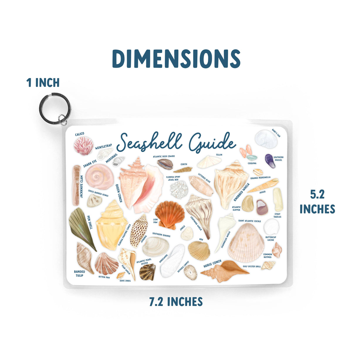 Vessel Shell Guide Seashell Guide, Waterproof Shell Reference, Beach Bag, ID – Capt. Stacy