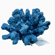 Load image into Gallery viewer, Coral Bunch
