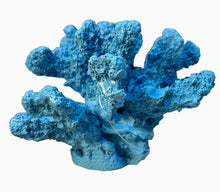 Load image into Gallery viewer, Coral Bunch
