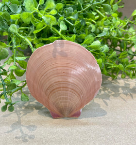 Scallop