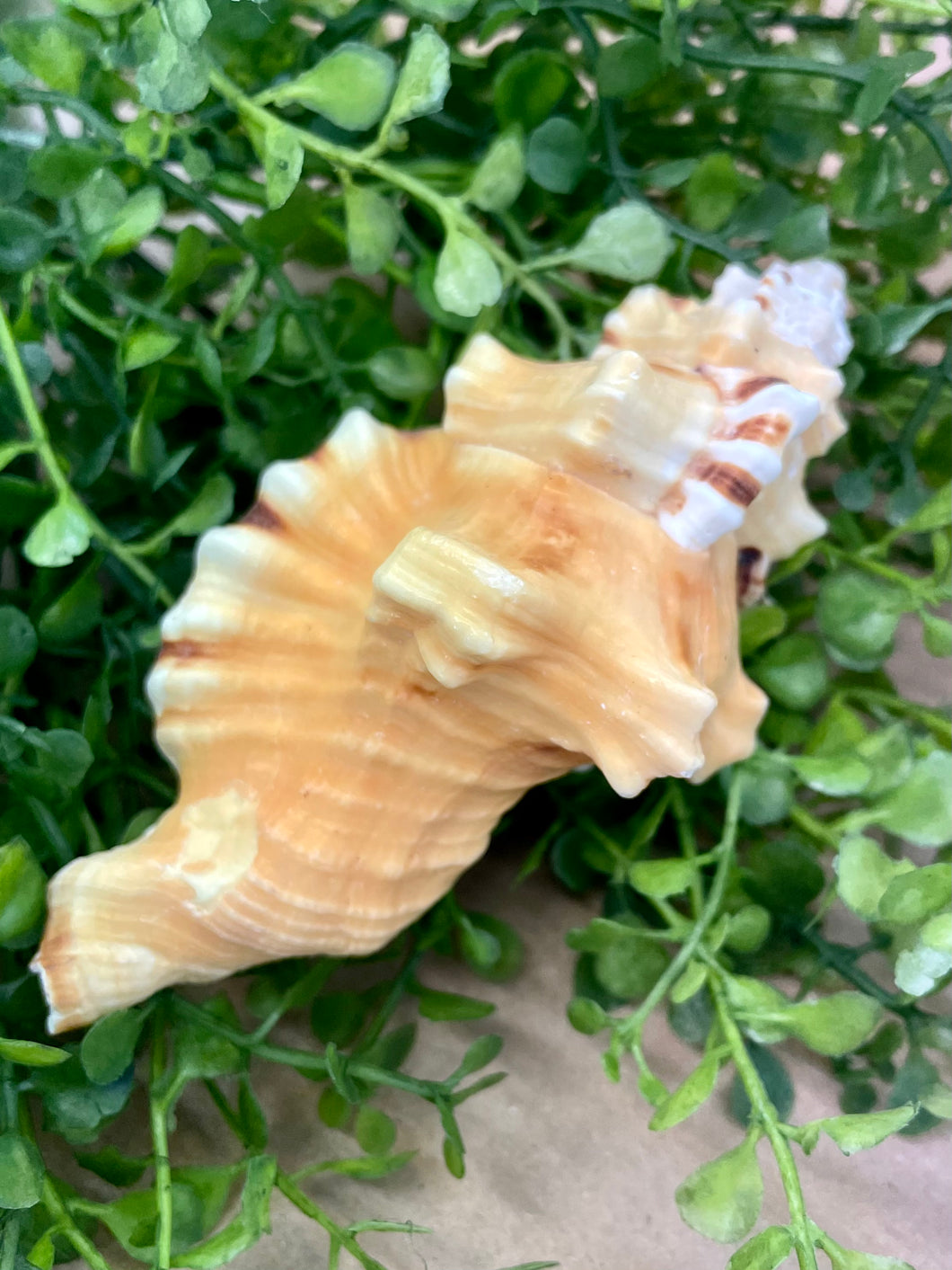 triton