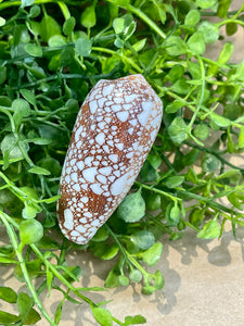 Olive Shell
