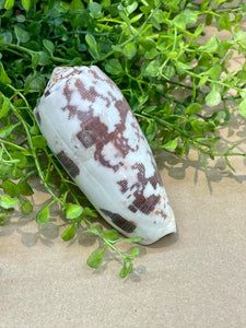 Olive Shell