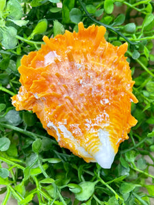 Spiny Oyster