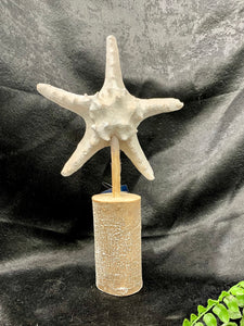 Starfish on Stand