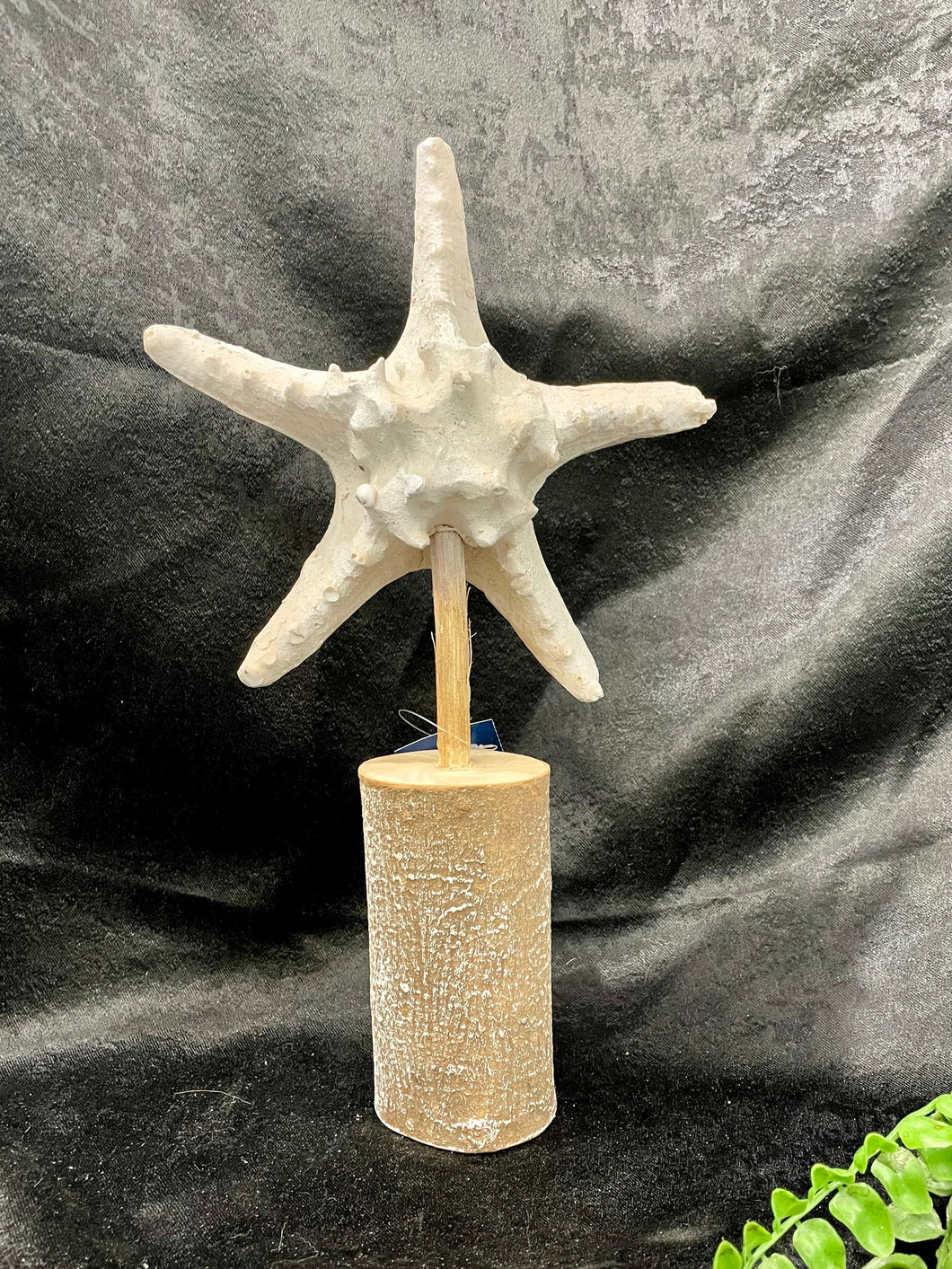 Starfish on Stand
