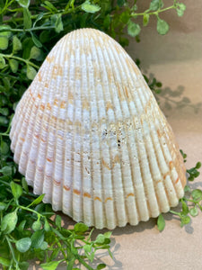 Florida Cockle
